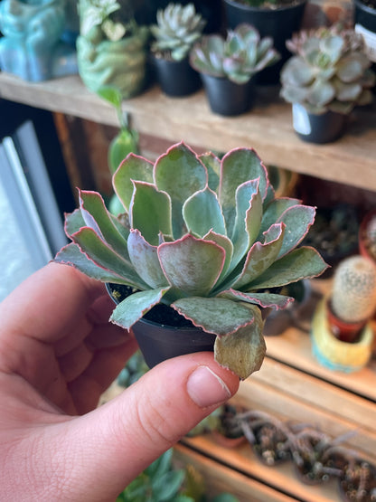 2.5" Echeveria Neon