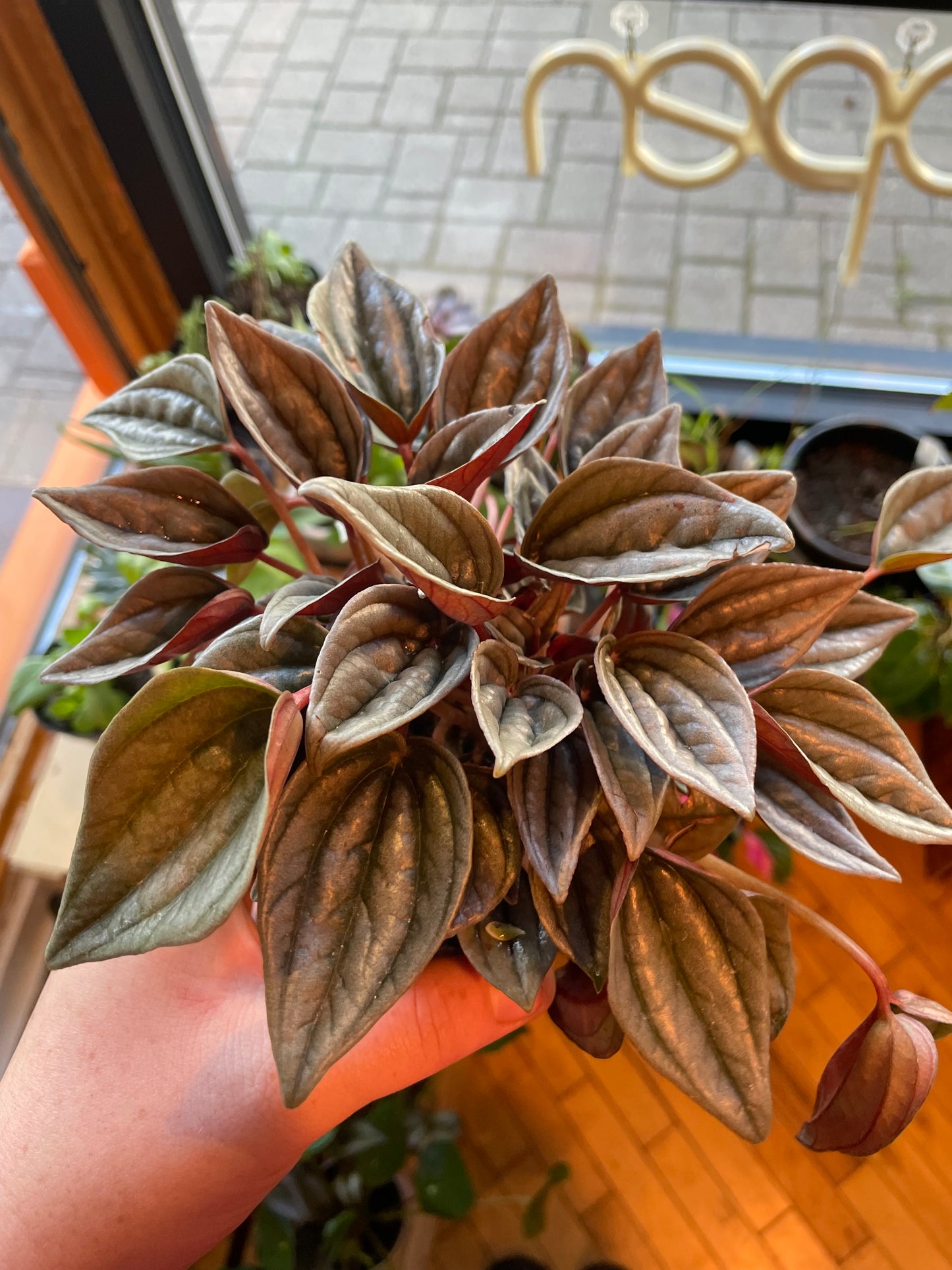 4" Peperomia Mendoza