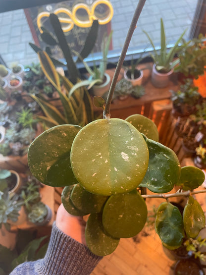 3.5" Hoya Obovata