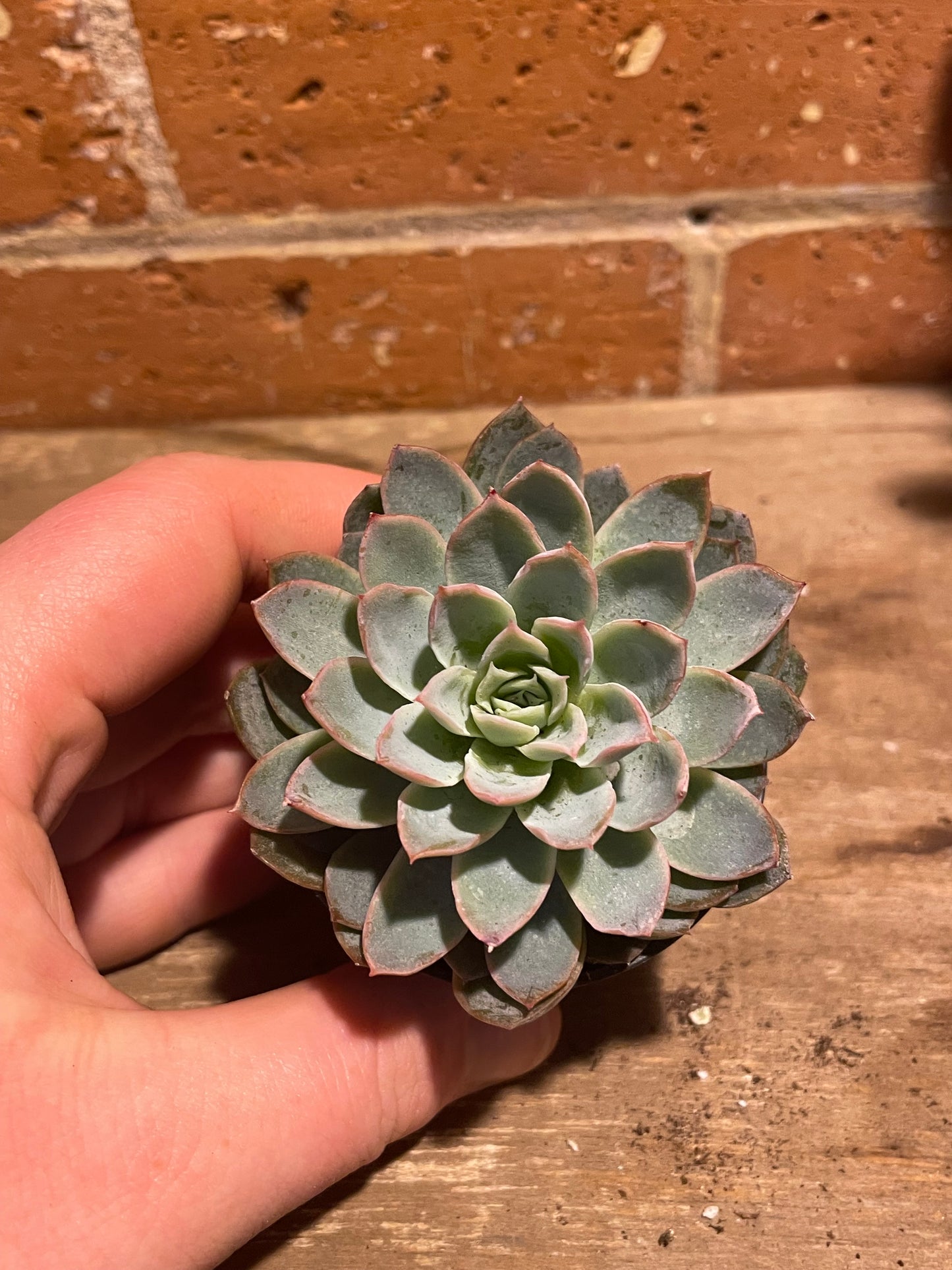 2.5" Echeveria Violet Queen