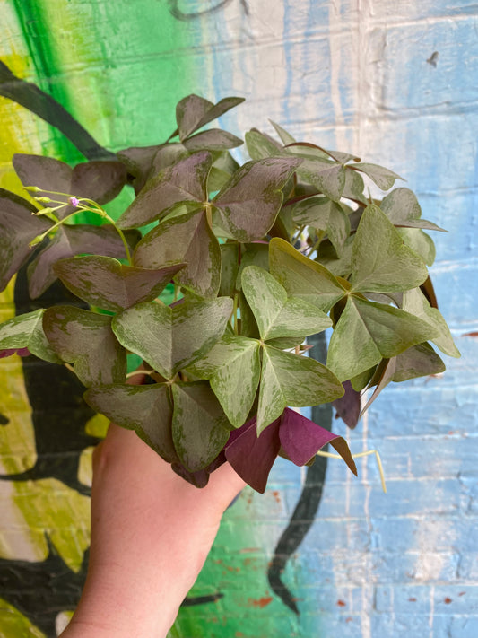 4" Oxalis Sanne