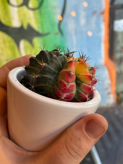 3" Gymnocalycium Mihanovichii Moon Cactus