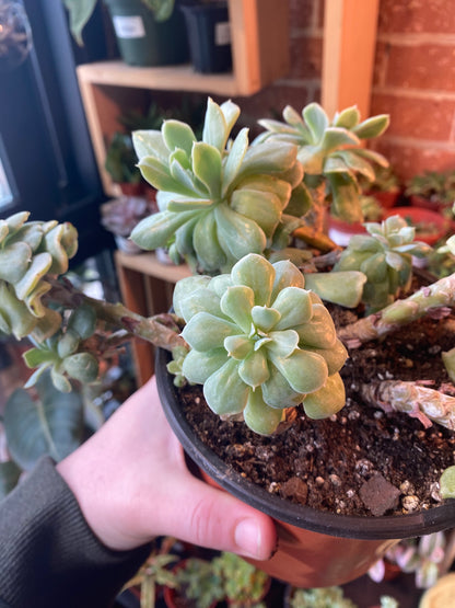 6" Echeveria Runyonii Variegated
