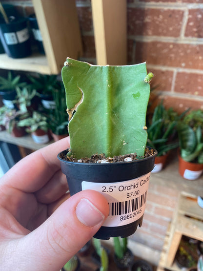 2.5” Orchid Cactus