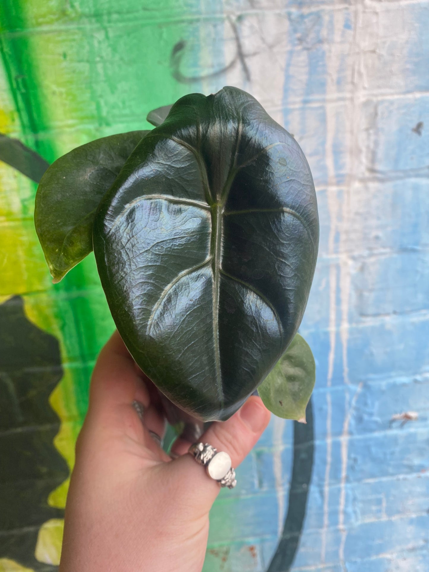 3.5" Alocasia Golden Bone