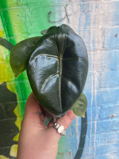 3.5" Alocasia Golden Bone