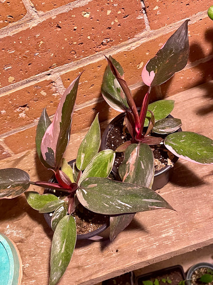 3.5" Philodendron Pink Princess Marble Galaxy