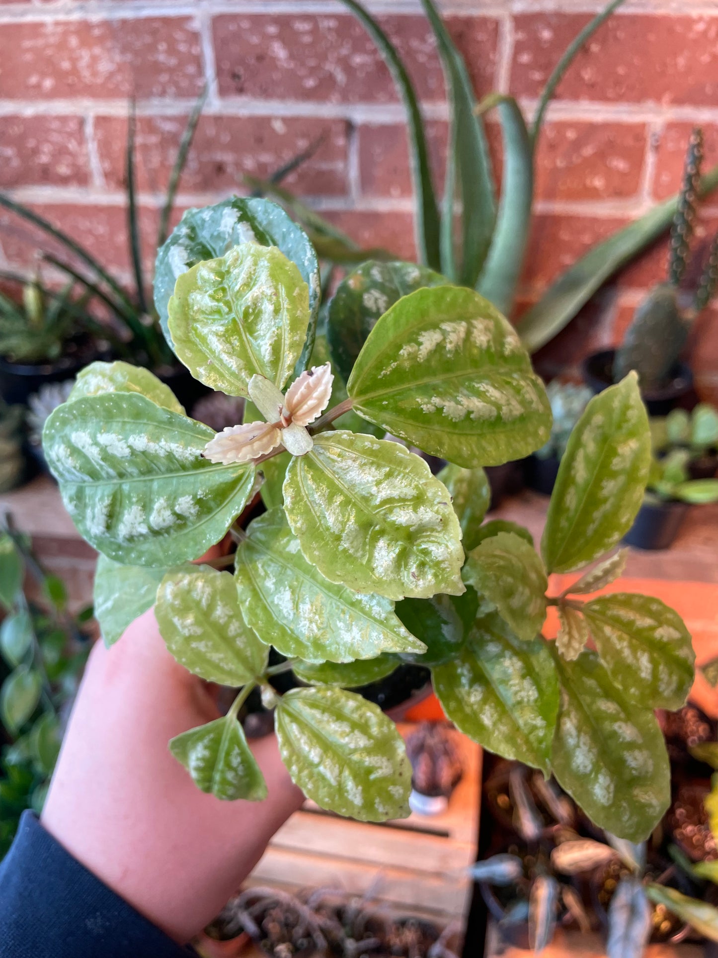 3.5" Pilea Aluminum