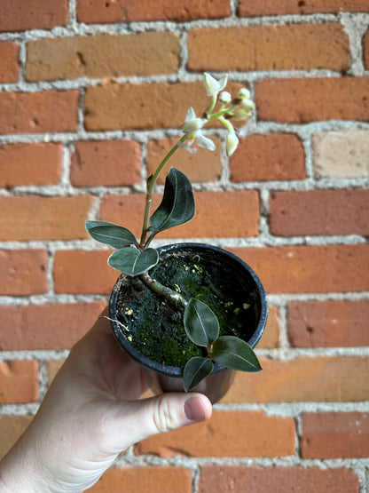 3.5" Ludisia Discolour Negrescens | Jewel Orchid
