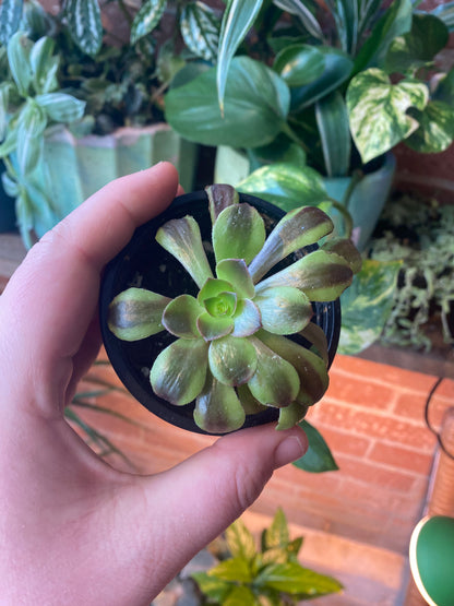 3.5” Aeonium Super Bang