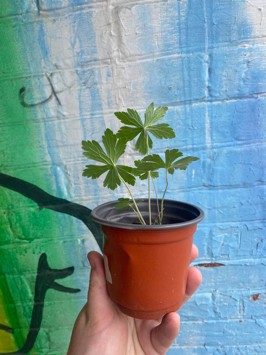 4" Wild Geranium | Geranium Maculatum