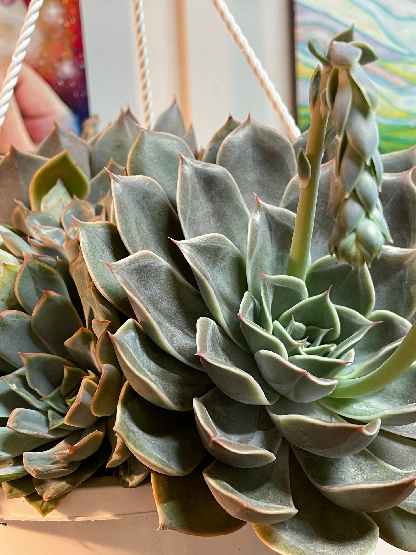 8” Echeveria Mensa Hanging Basket