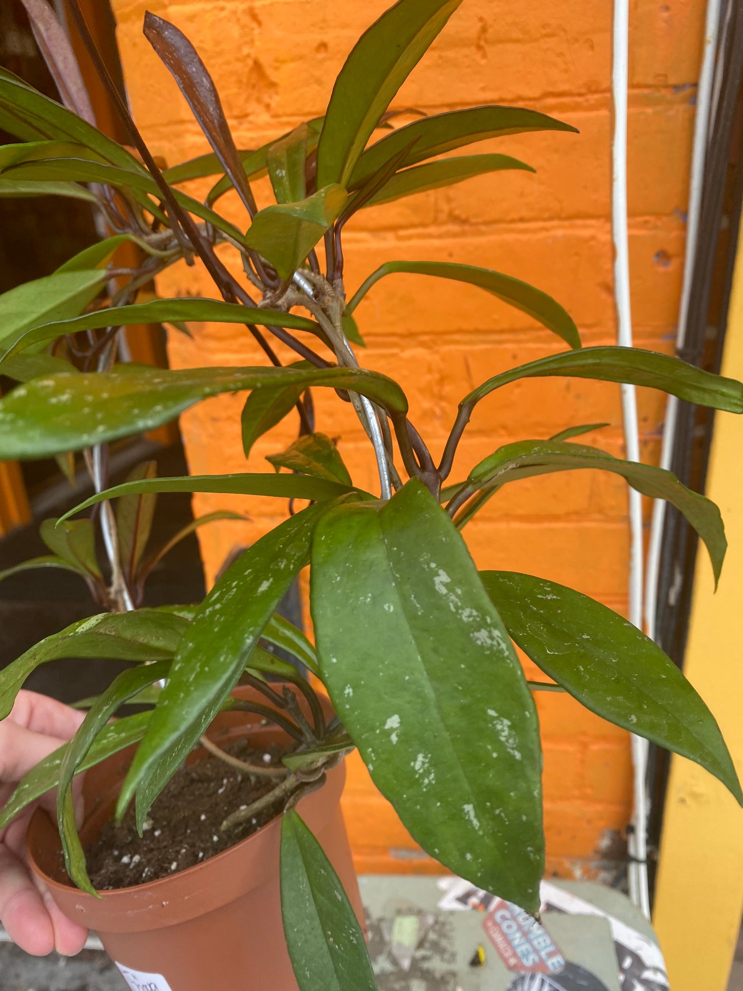 5" Hoya Pubicalyx Red Buttons w/hoop