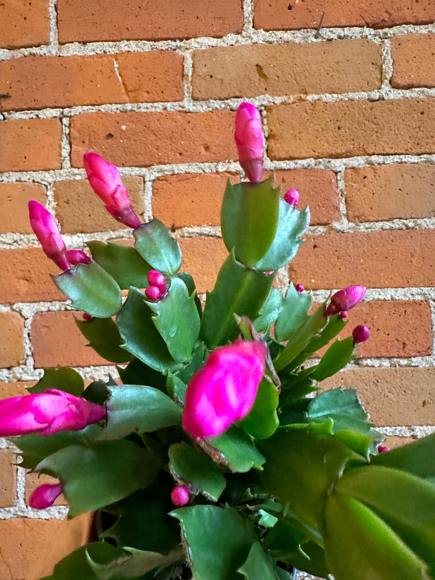 4" Christmas Cactus | Assorted