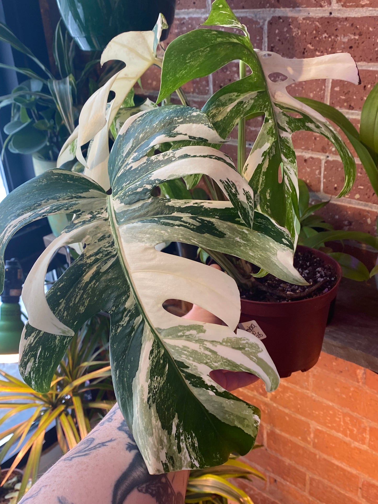6" Monstera Deliciosa Albo