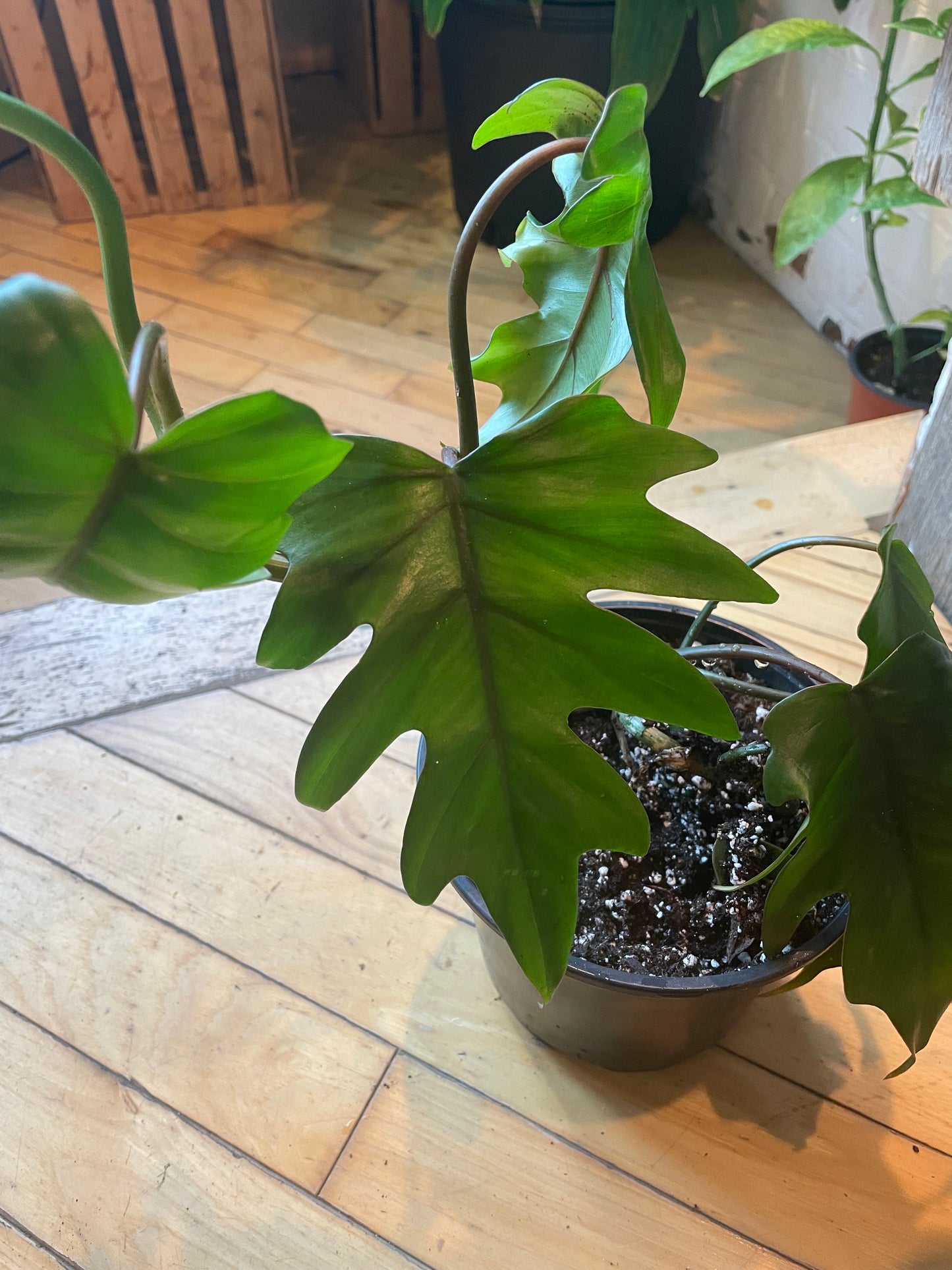 6" Philodendron Tahiti