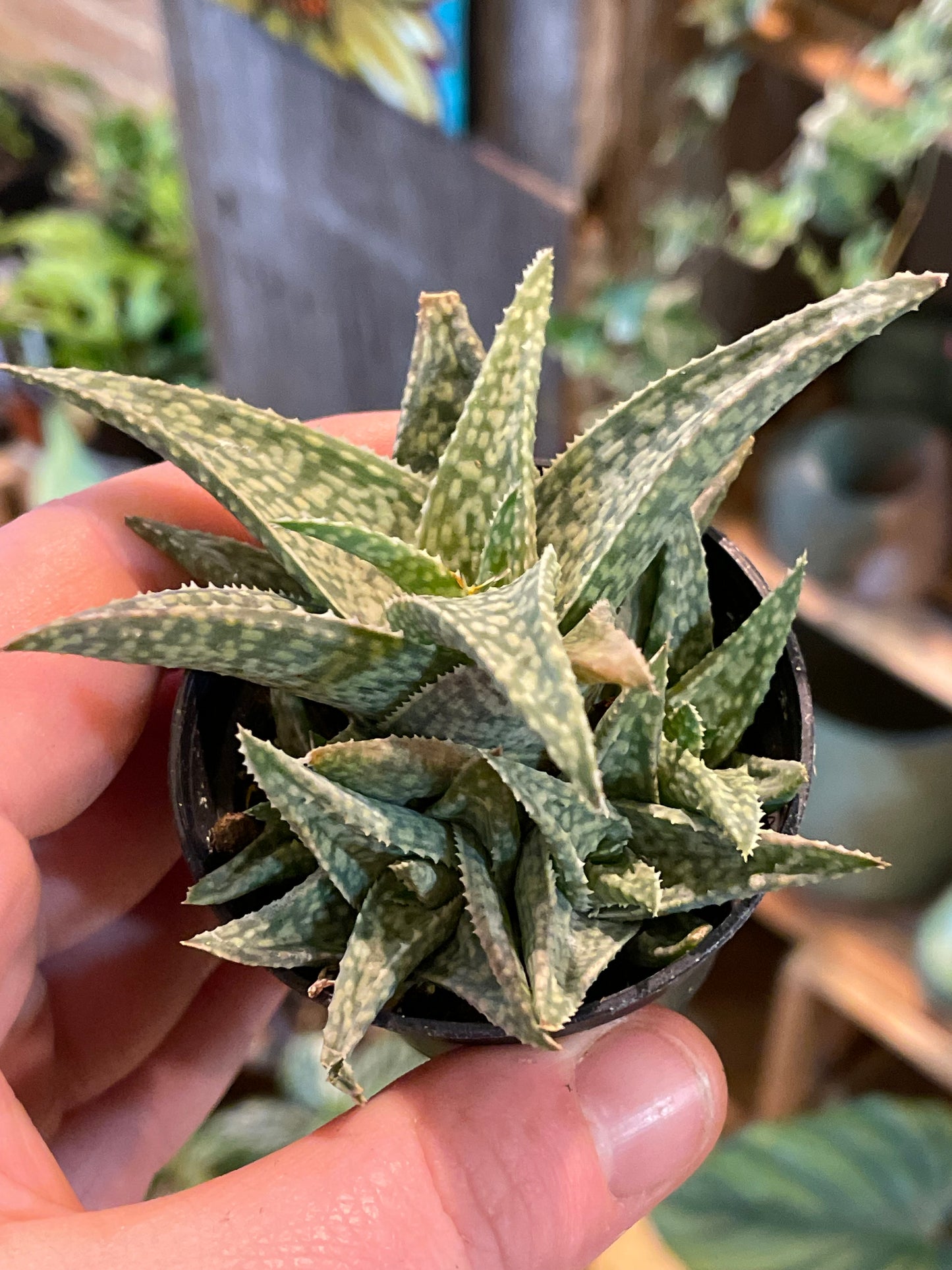 2.5" Aloe Rauhii