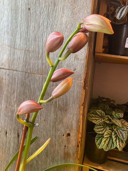 6" Cymbidium Orchid Pink