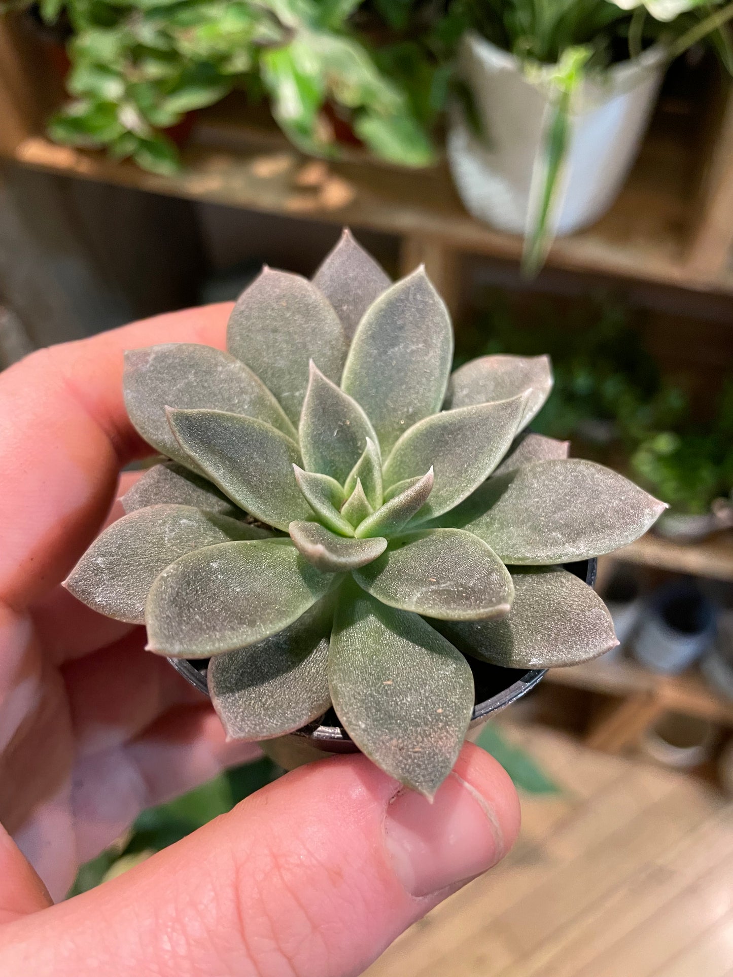 2.5" Echeveria Black Prince