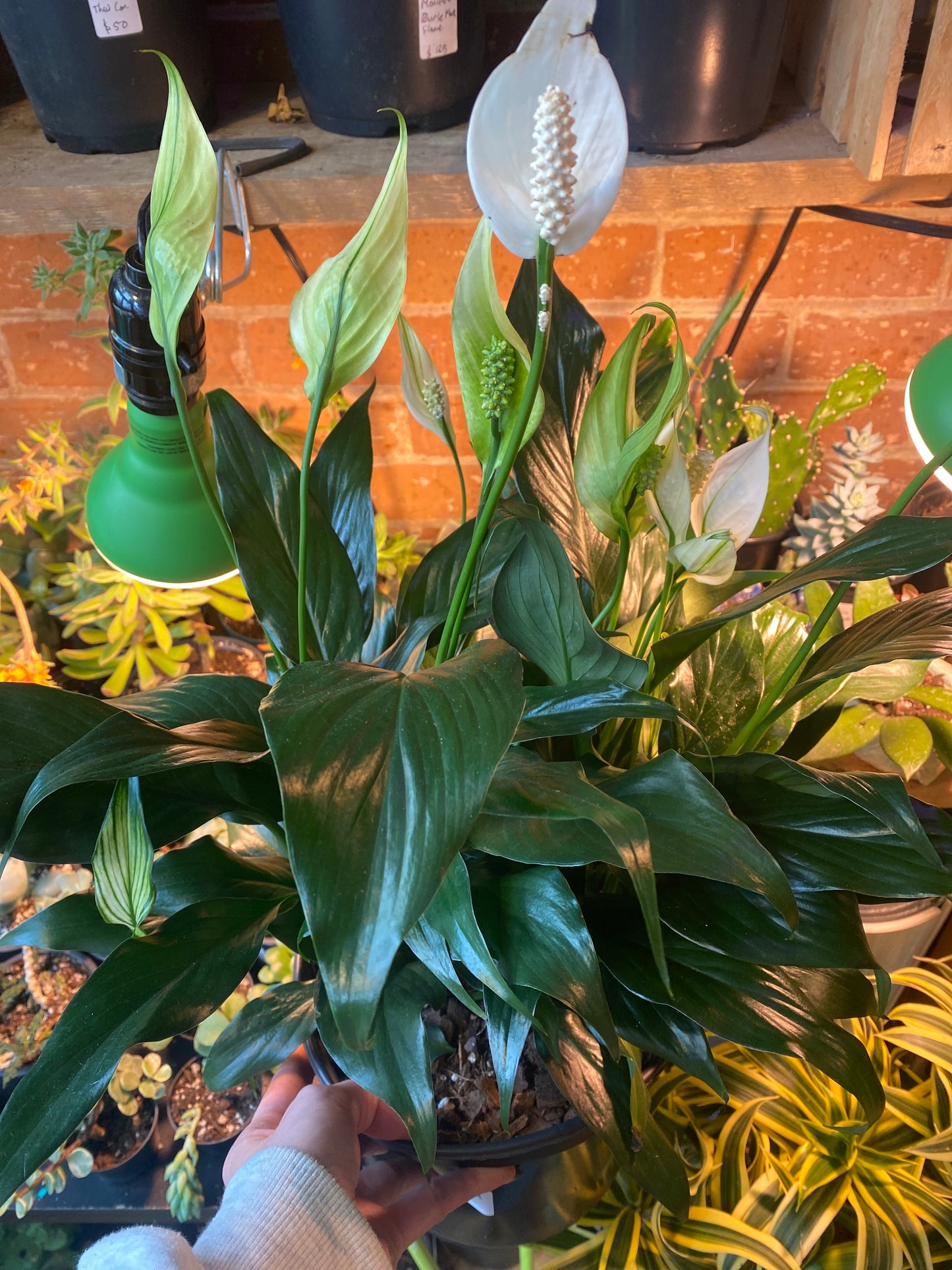 8" Peace Lily | Spathiphyllum