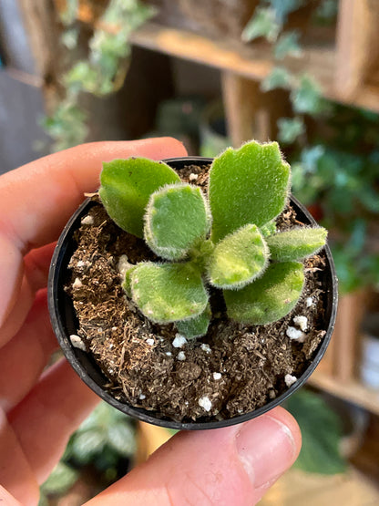 2.5" Cotyledon Tomentosa Variegated | Bear Paw Succulent