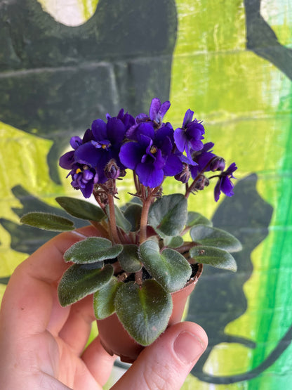 2.5" Saintpaulia | African Violet