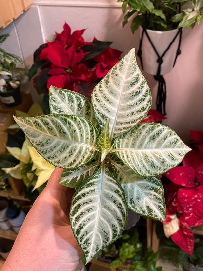 4" Aphelandra Snowflake | Zebra Plant