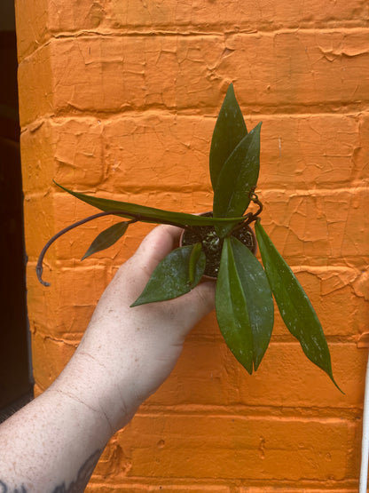 2.5" Hoya Pubicalyx