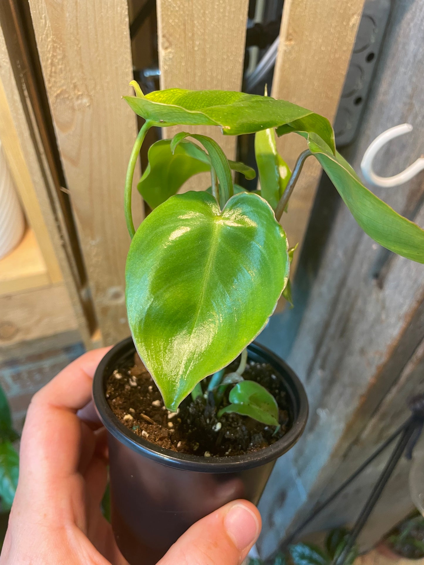 3.5" Philodendron Burle Marx