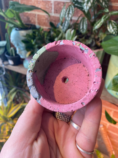2.5” circle concrete pot