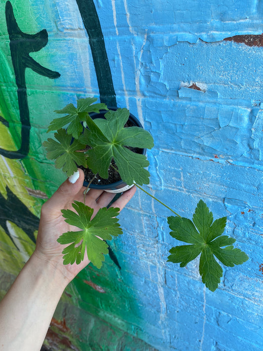 4" Wild Geranium | Geranium maculatum