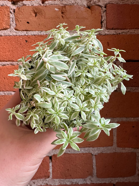 3.5" Sedum Variegated