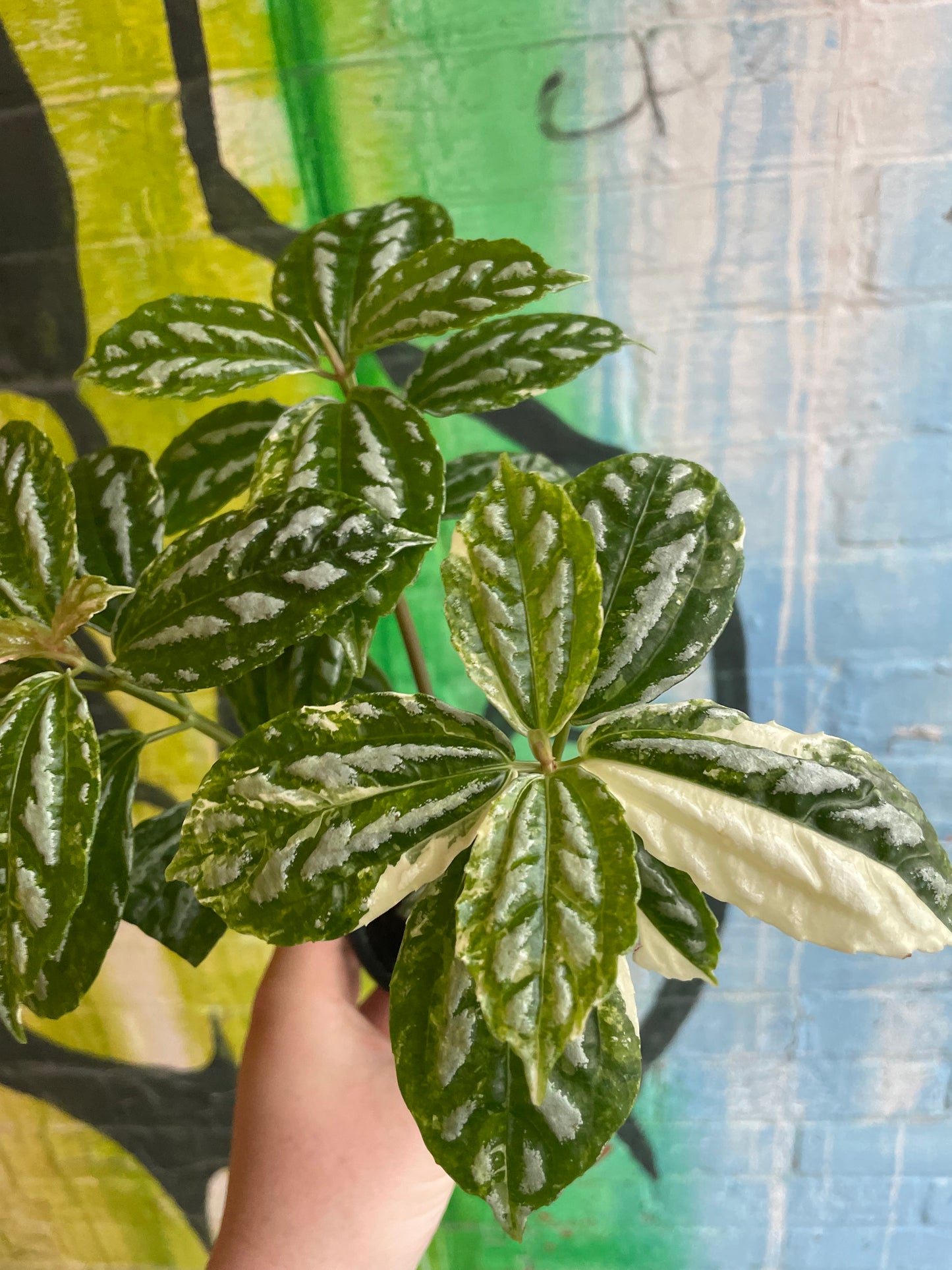 3.5" Variegated Pilea Aluminum