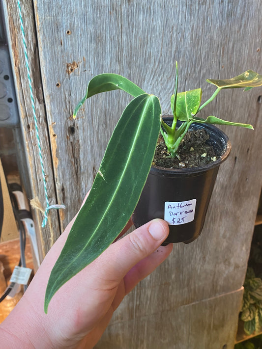 3.5" Anthurium Warocqueanum Dark Queen
