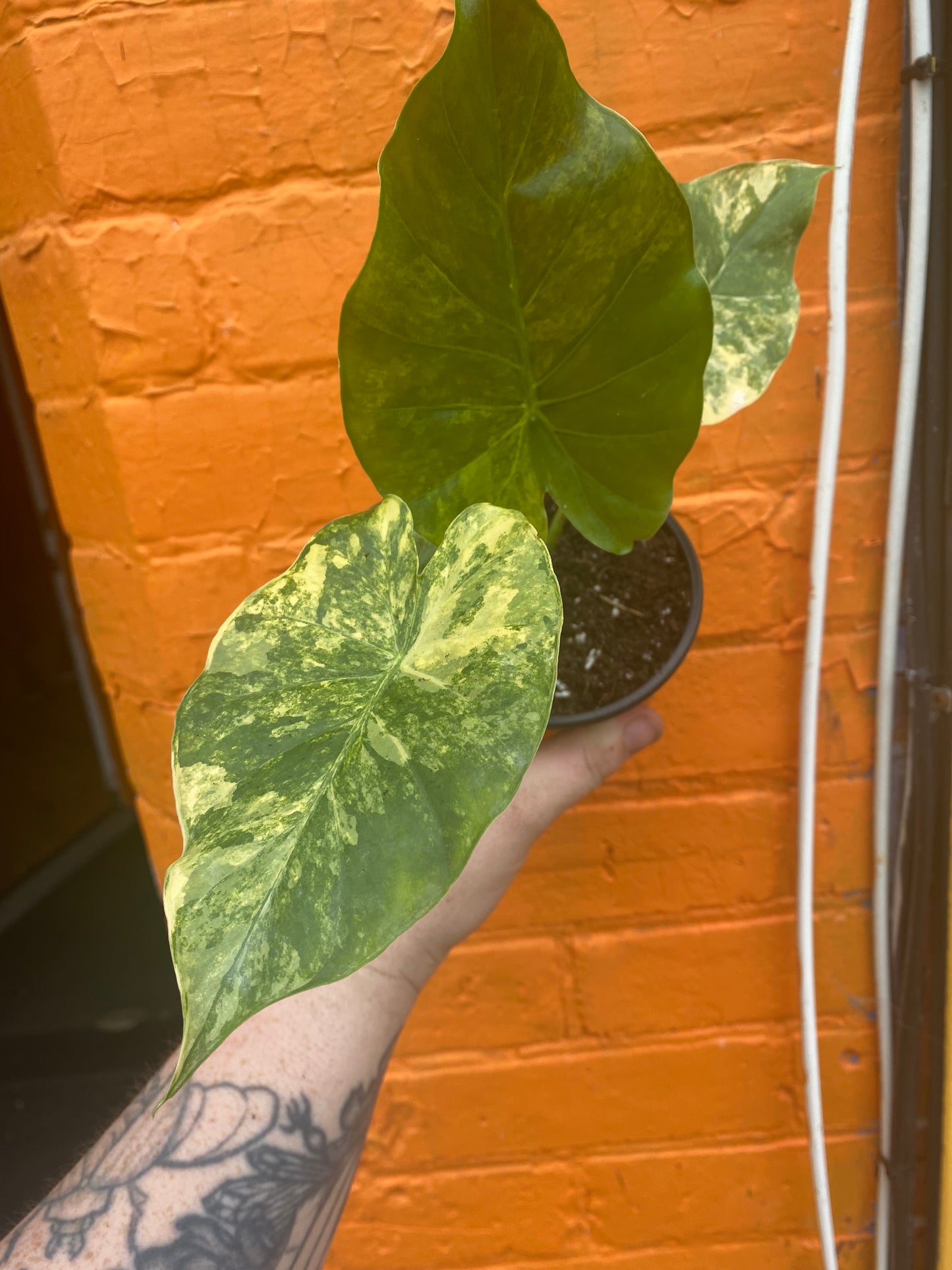 4” Alocasia Odora Yellow Variegated