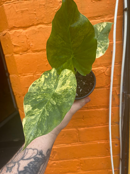 4” Alocasia Odora Yellow Variegated