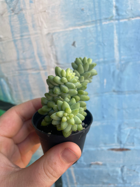 2.5” Sedum Morganium Burrito