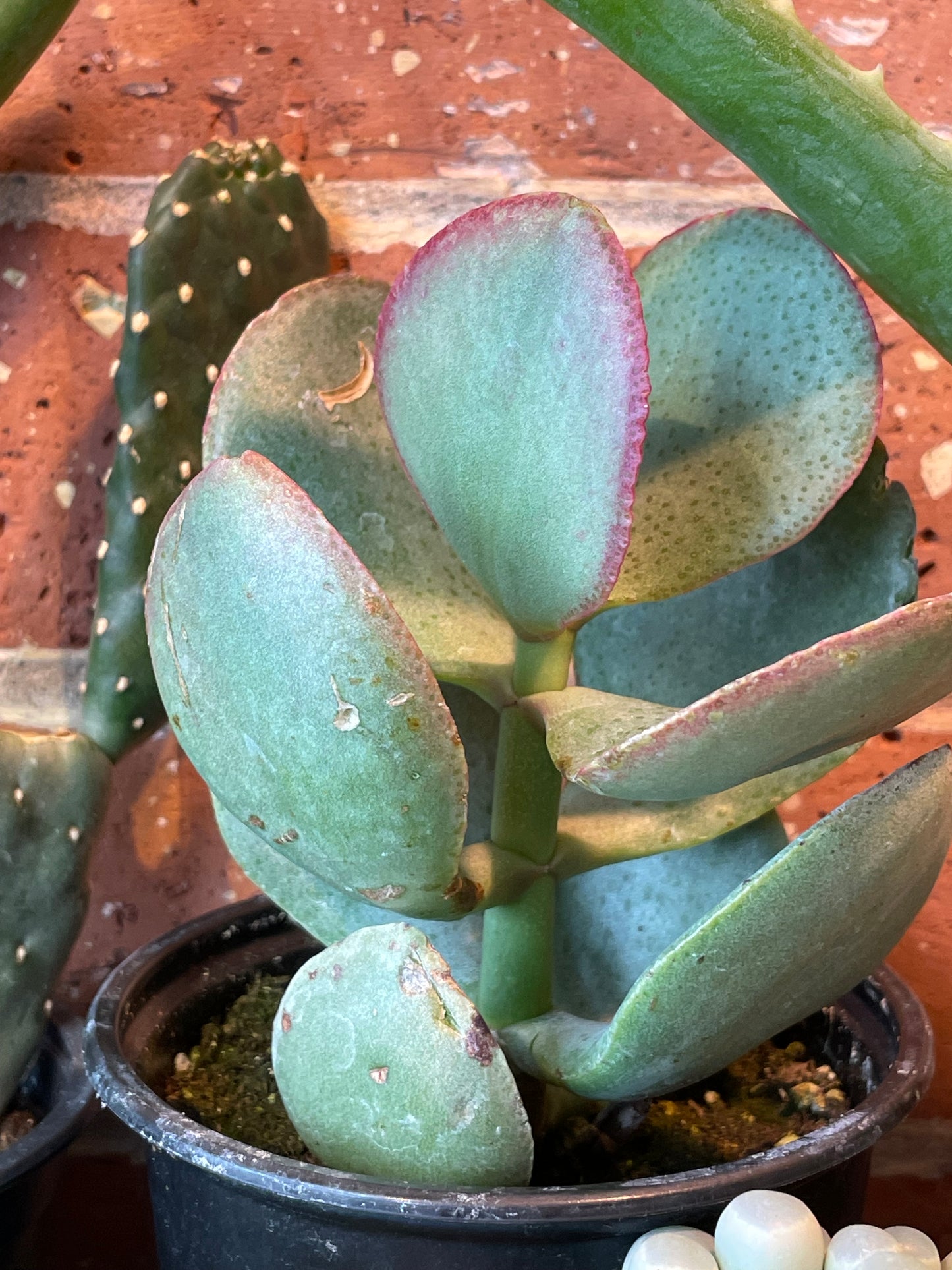 3.5" Crassula Arborescens