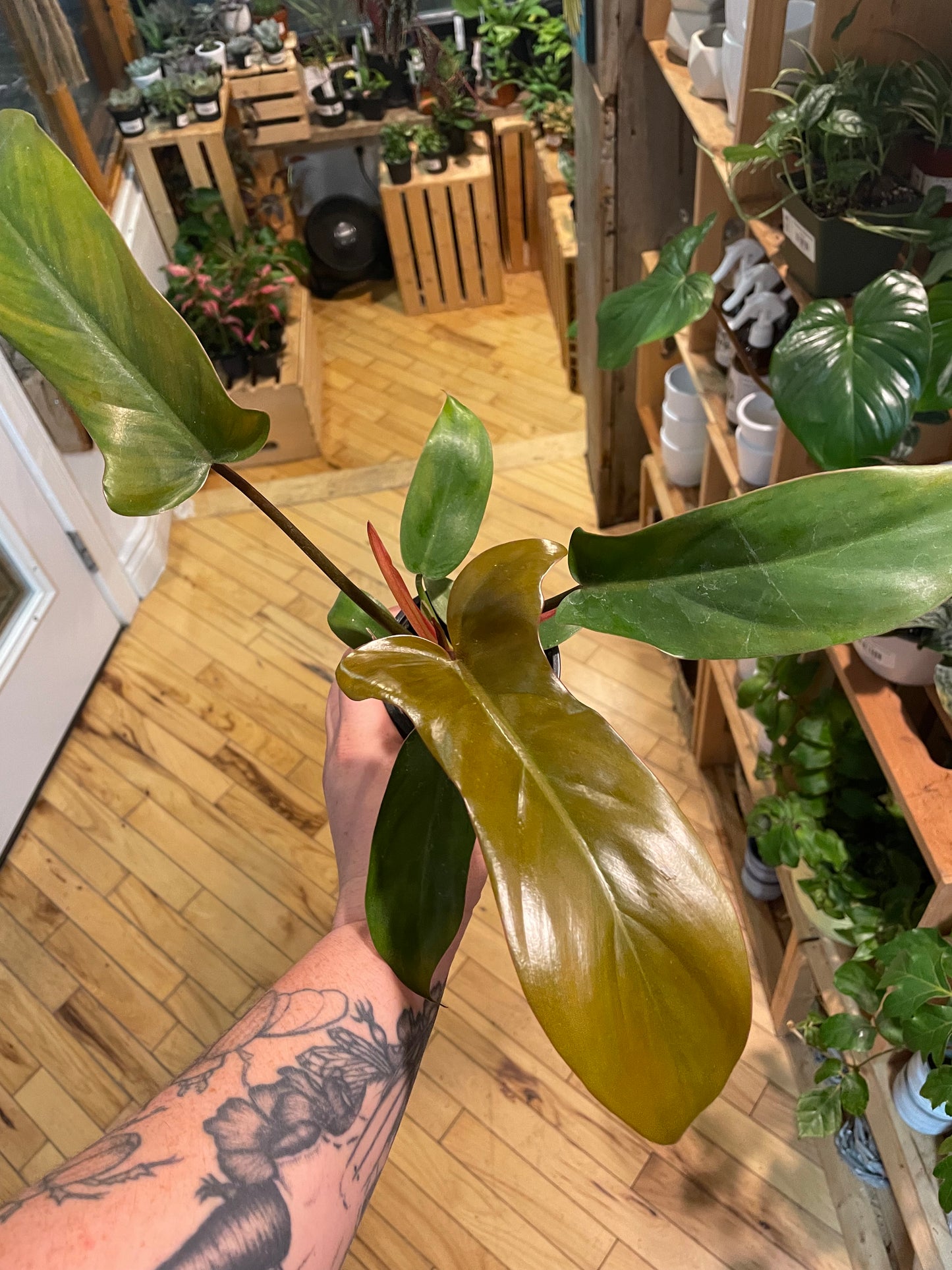 3.5" Philodendron Florida Bronze