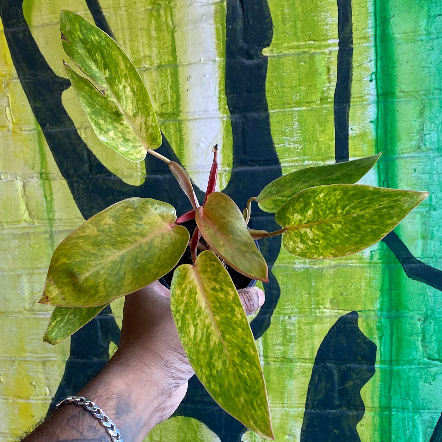 3.5” Philodendron Painted Lady