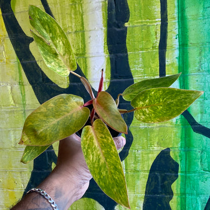 3.5” Philodendron Painted Lady
