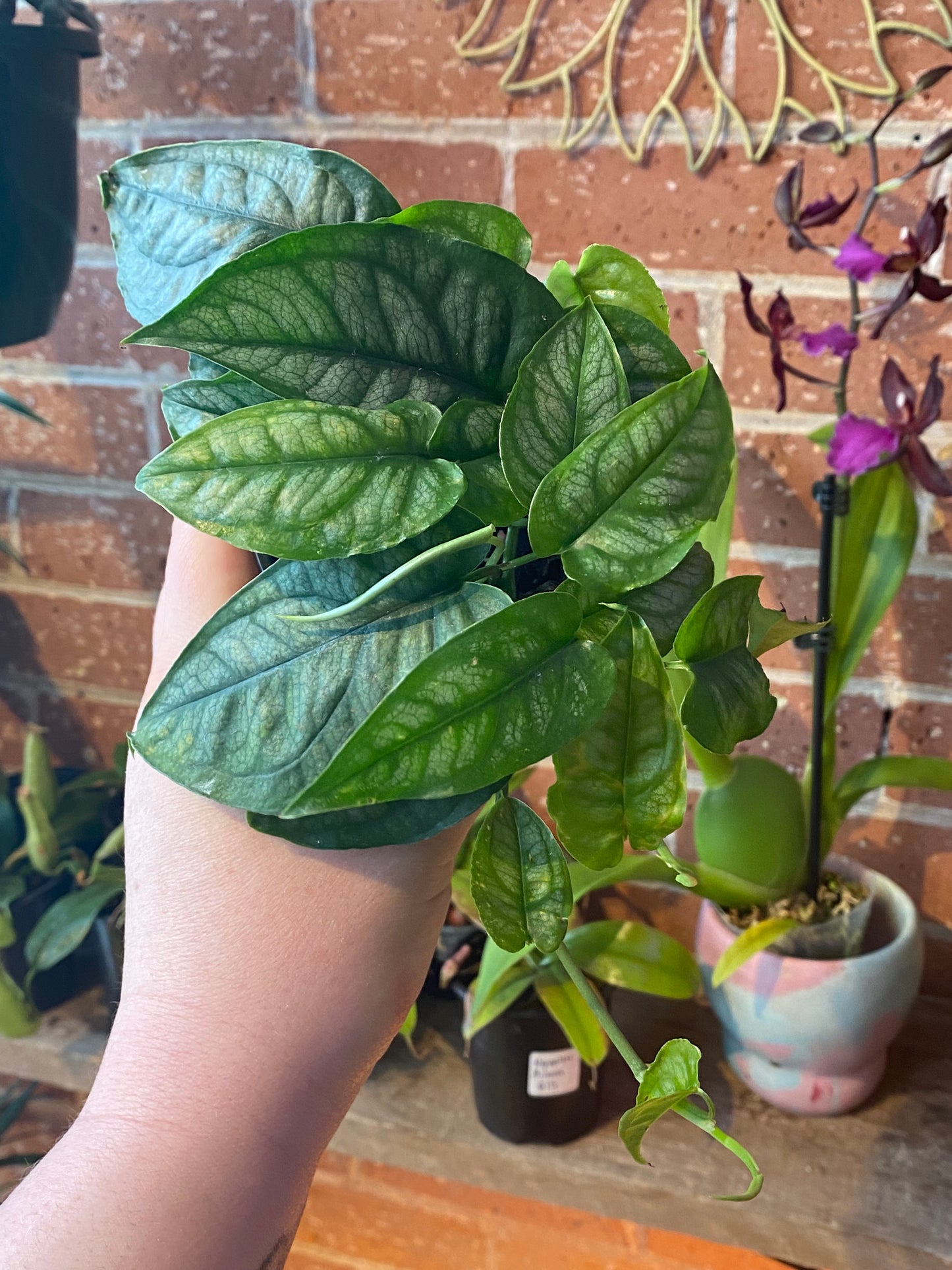 3.5" Monstera Siltepecana