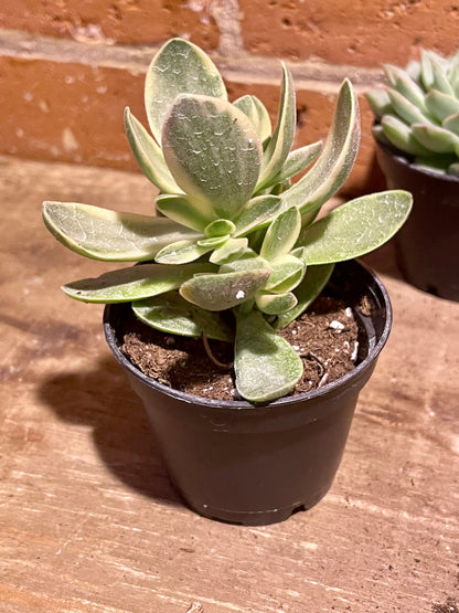 2.5" Crassula Swaziensis Variegata