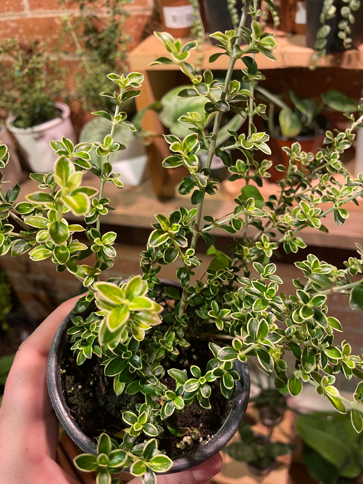 4" Serissa