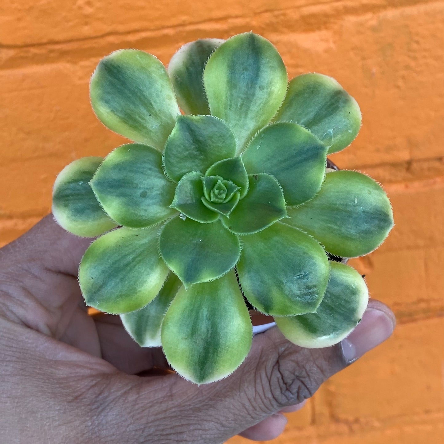 2.5" Aeonium arborium Sunburst var.