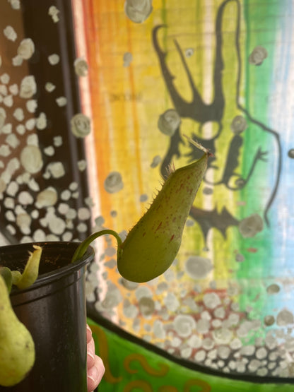 3.5" Nepenthes Dyeriana| Pitcher Plant