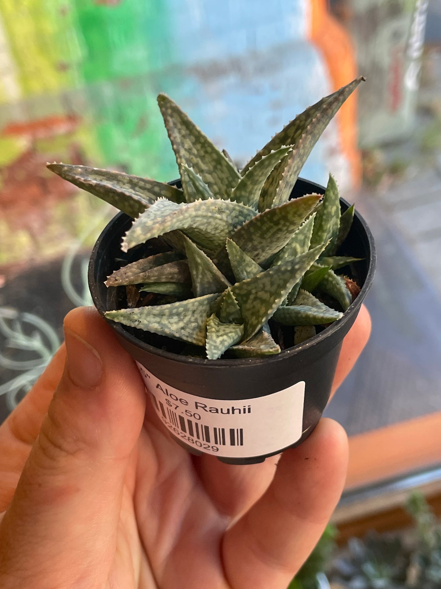 2.5" Aloe Rauhii