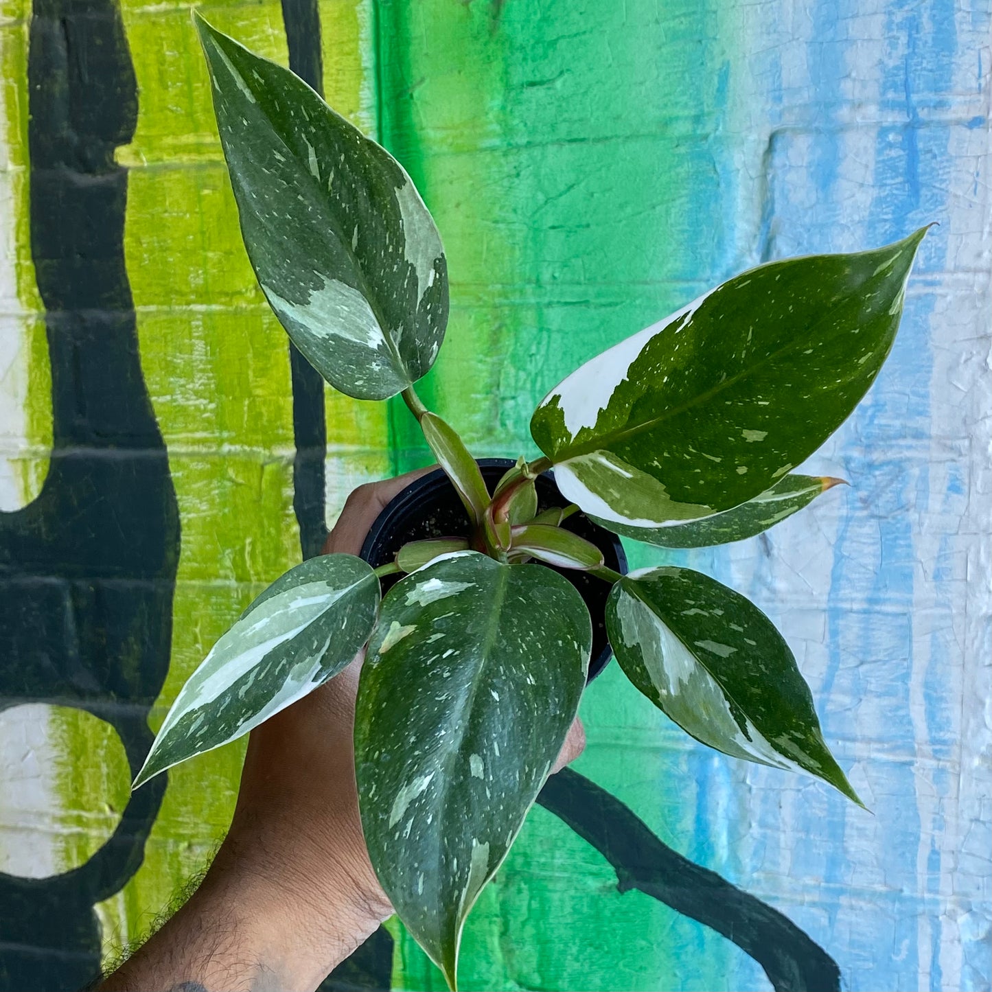 4" Philodendron White Princess