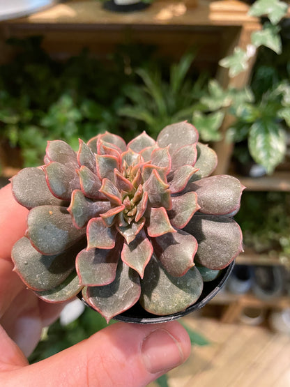 2.5" Crested Echeveria Agavoides Mont