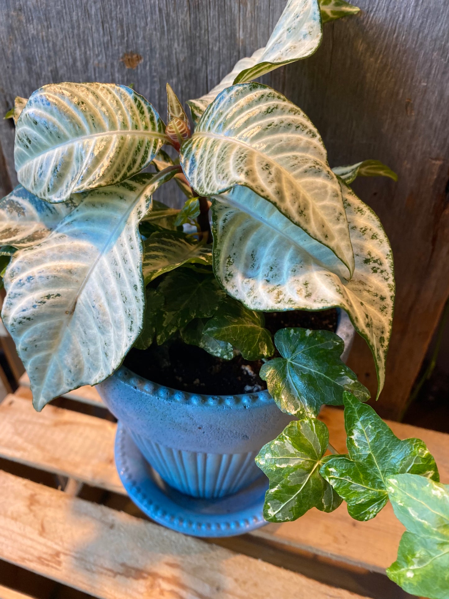 Grab n Go Planter 5” Blue